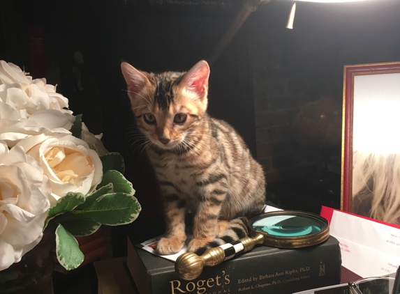 BIMINI Bengal & Abyssinian cats cattery - Brooklyn, NY
