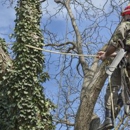 Putnam County Tree Service - Tree Service