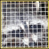Varment Guard Wildlife Services gallery