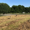 Kindred Spirits Dog Training gallery