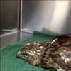 Northway Animal Emergency Clinic gallery