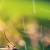 Biologic Pest Control gallery