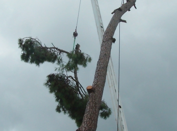 Michael's Tree Service - Jacksonville, NC. sometimes, you have to crane them down.