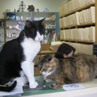 College Pet Clinic