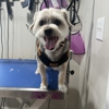 Andy's Grooming & Boarding gallery