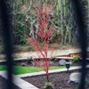 Simple Lawns Landscape Design gallery