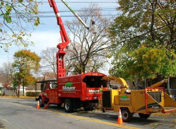 Dillon Tree Service - Shrewsbury, MA