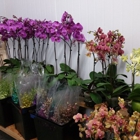 Mayesh Wholesale Florists Inc. North Phoenix