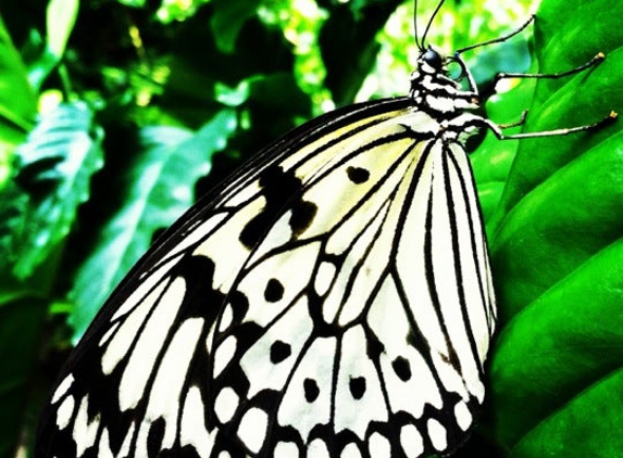 Cockrell Butterfly Center - Houston, TX