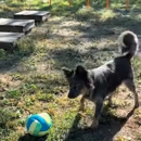 Koda's Canine Academy