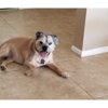 Furry Children Pet Sitting gallery