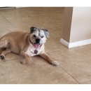 Furry Children Pet Sitting - Pet Boarding & Kennels