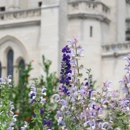 Washington National Cathedral - Coffee & Espresso Restaurants