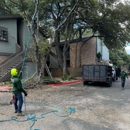 Wilder Tree Company - Tree Service