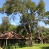 Alamo Tree Service gallery