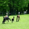 Shimmering Pond Farm Alpacas gallery