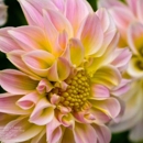 The Flower Bucket - Baltimore - Florists