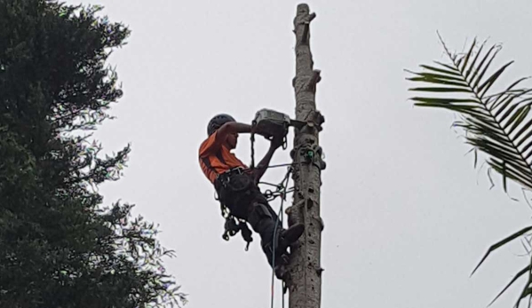 Tree Central - Ourimbah, NSW. We Offer Exceptional Customer Service
