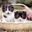 Robin's Grooming Nest - Pet Services