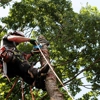 John Ponds Tree Service gallery