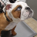 Dr Kraemer Vet4Bulldog - Veterinarians