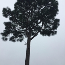 Precision Tree Care & Removal