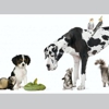 Acorn Hills Animal Center / Amador Veterinary Emergency Clinic gallery