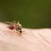Pied Piper Pest, Termite & Lawn Services gallery