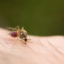 Pied Piper Pest, Termite & Lawn Services - Landscaping & Lawn Services
