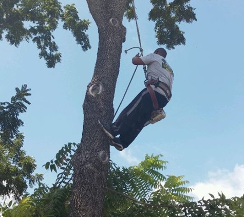 Dallas Jose Tree Service - Dallas, TX