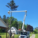 Fast Track Tree Removal - Tree Service