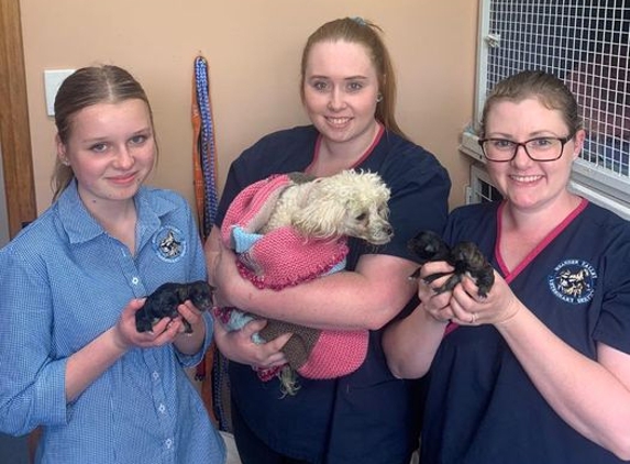 Meander Valley Veterinary Service - Deloraine, TAS