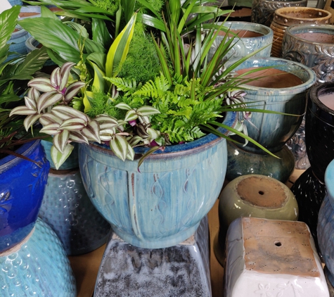 Coastal Plant Brokers - Sorrento, FL