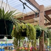 Cavacini Landscaping & Garden Center gallery