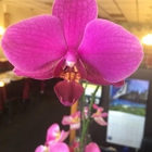 Thai Orchids Restaurant