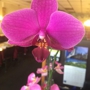 Thai Orchids Restaurant