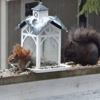 TAAP Pest Elimination, Inc. gallery