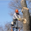 Competition Tree Inc - Stump Removal & Grinding