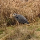 Nisqually National Wildlife Refuge