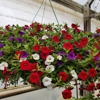 Evans Nursery LLC gallery