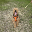 Serenity Pet Sitting & Boarding