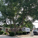 All Tree Works - Arborists