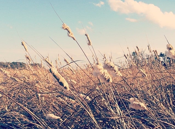 Savannah National Wildlife Refuge - Hardeeville, SC