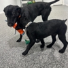 Laykes Country Kennels gallery