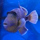 Ocean World Corals - Pet Stores