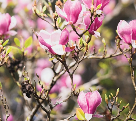 Fleming's Nurseries Pty Ltd - Monbulk, VIC