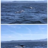 Monterey Bay Whale Watch gallery