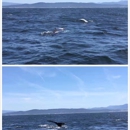 Monterey Bay Whale Watch - Boat Rental & Charter