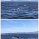 Monterey Bay Whale Watch