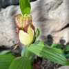 Garden Gnomes Etc. gallery